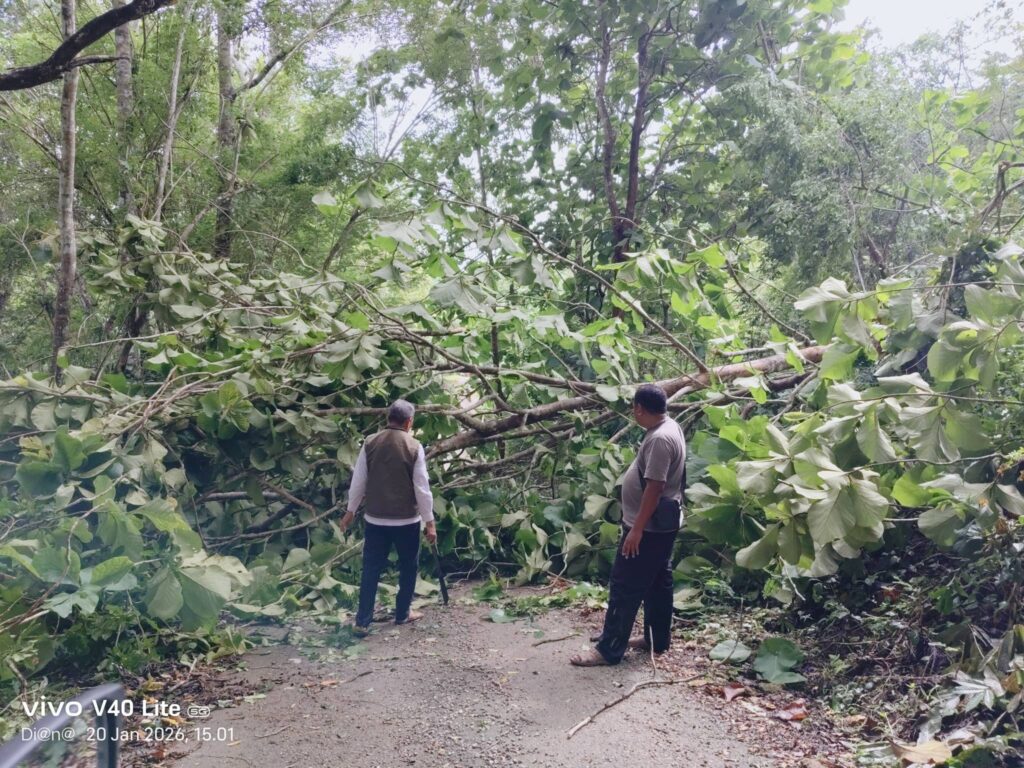 Damkar, BPBD, Polres, PLN, Telkom Bersinergi Atasi Pohon Tumbang Berbahaya, Cuaca Ekstrem Picu Pohon Tumbang di Banyak Titik Baubau