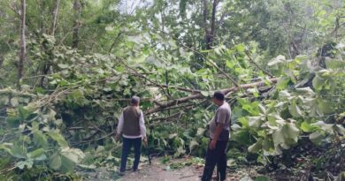Damkar, BPBD, Polres, PLN, Telkom Bersinergi Atasi Pohon Tumbang Berbahaya, Cuaca Ekstrem Picu Pohon Tumbang di Banyak Titik Baubau