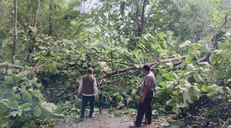 Damkar, BPBD, Polres, PLN, Telkom Bersinergi Atasi Pohon Tumbang Berbahaya, Cuaca Ekstrem Picu Pohon Tumbang di Banyak Titik Baubau