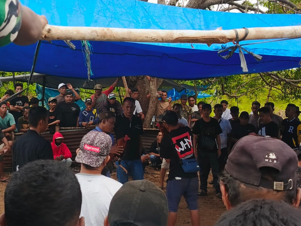 Kampung Kadatua di Buton Selatan Diduga Jadi Mabes Judi Sabung Ayam