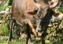 Sapi Brahman Bantuan Presiden Prabowo untuk Buton Selatan