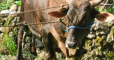 Sapi Brahman Bantuan Presiden Prabowo untuk Buton Selatan